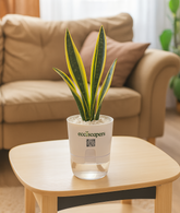 Snake Plant Dwarf Thai